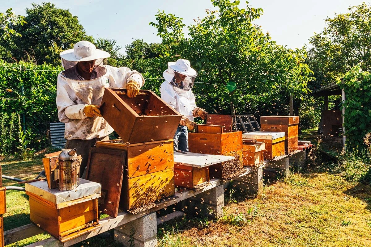 Вологжанам рекомендуют выбирать проверенную продукцию пчеловодства.