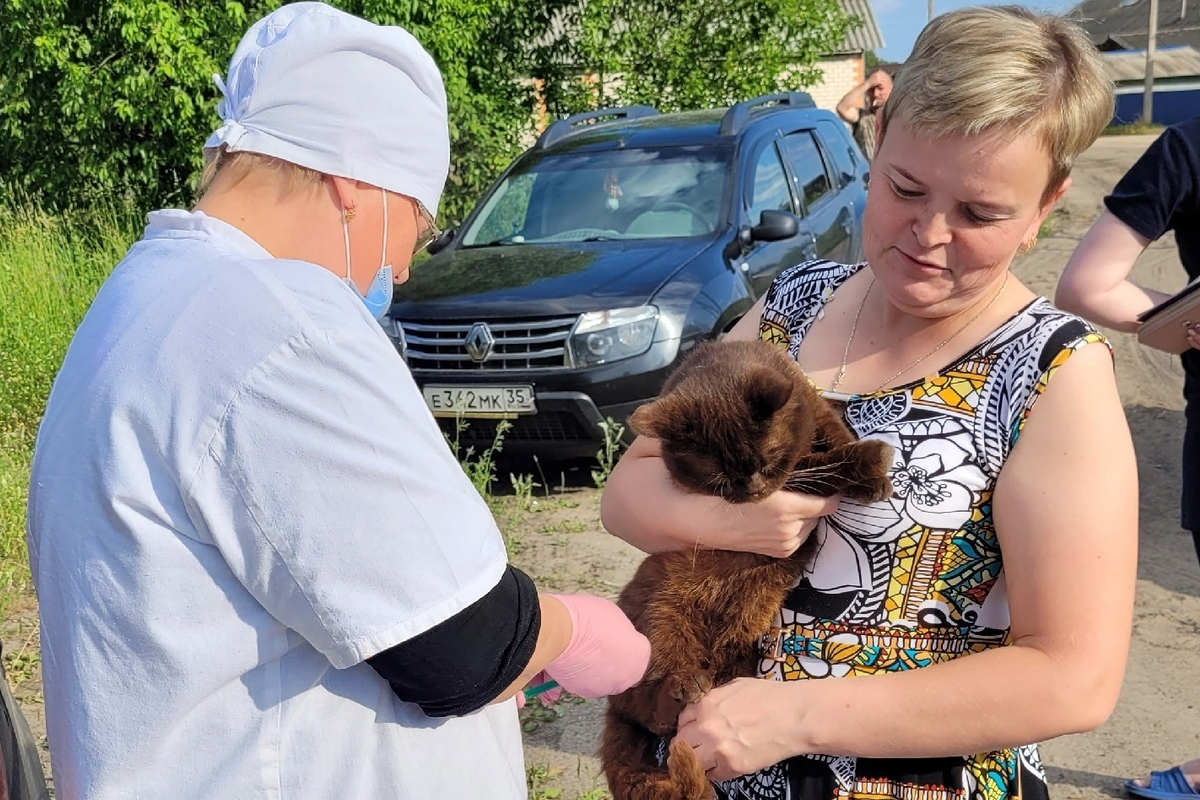 В Вологодской области впервые введут выплаты ветврачам  на приобретение жилья.