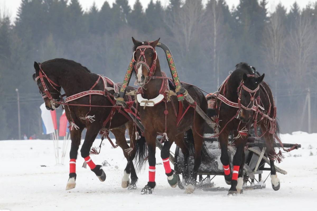 Тройка из Вологды выиграла II этап Чемпионата России по русским тройкам.