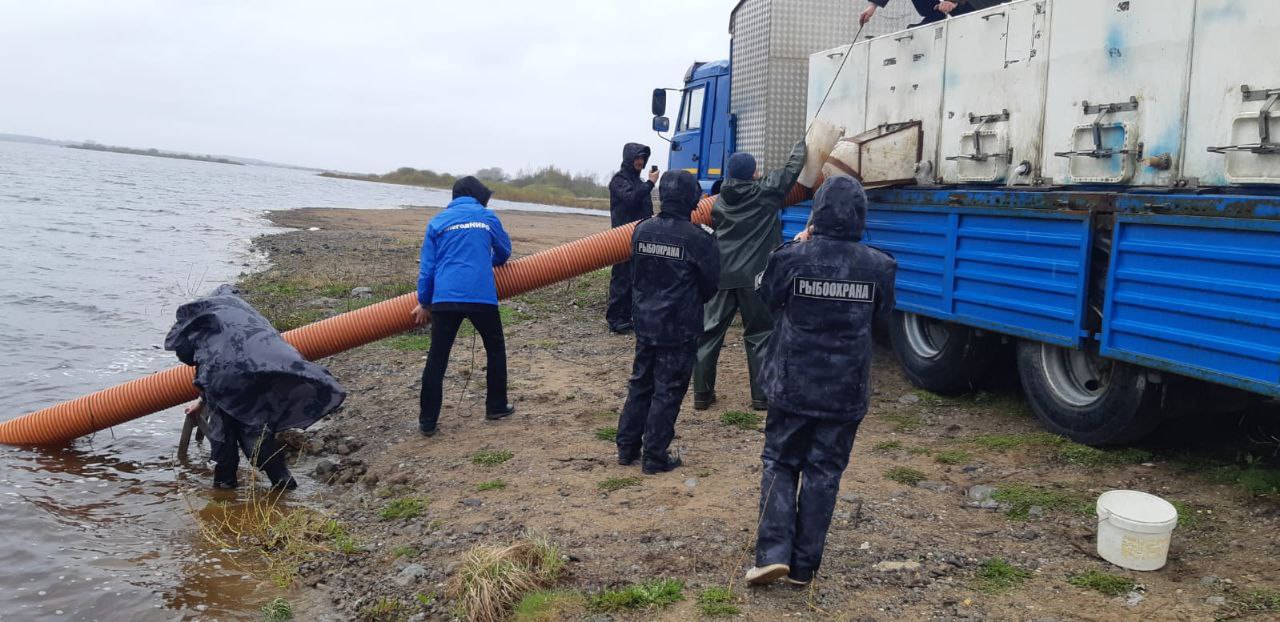 Около 200 тысяч личинок нельмы выпустили в реку Кубену на Вологодчине.