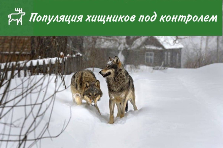 На Вологодчине в пять раз увеличат премию за добычу волка. На Вологодчине в пять раз увеличат премию за добычу волка.