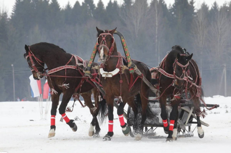 Тройка из Вологды выиграла II этап Чемпионата России по русским тройкам. Тройка из Вологды выиграла II этап Чемпионата России по русским тройкам.