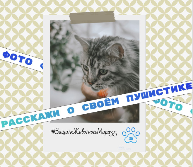 ВСЕМИРНЫЙ ДЕНЬ КОШЕК - 8 АВГУСТА. ВСЕМИРНЫЙ ДЕНЬ КОШЕК - 8 АВГУСТА.